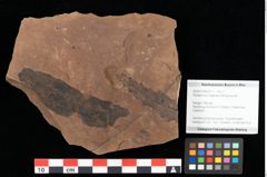 Foto (Objekt + Etikett) von Peridermium daphnes Ettingshausen (NHMW-GEO-2024-0188-0011)
